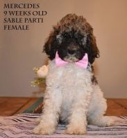 Standard Poodle Puppies for sale in Lenoir, NC, USA. price: NA