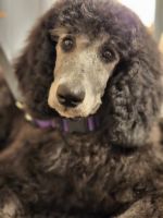 Standard Poodle Puppies for sale in Webster, MN 55088, USA. price: NA