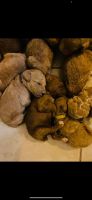 Standard Poodle Puppies for sale in Avondale, AZ, USA. price: NA