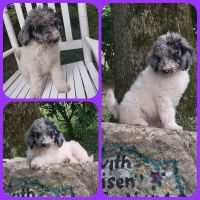 Standard Poodle Puppies for sale in Olivehill, TN 38475, USA. price: NA