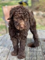Standard Poodle Puppies for sale in 451 E Central Texas Expy, Harker Heights, TX 76548, USA. price: NA