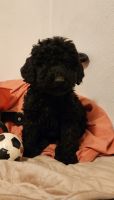 Standard Poodle Puppies for sale in Elwood, IN 46036, USA. price: NA