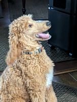 Standard Poodle Puppies for sale in WV-27, Wellsburg, WV 26070, USA. price: NA