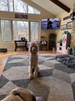 Standard Poodle Puppies for sale in Martinsville, IN 46151, USA. price: NA