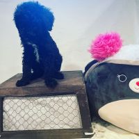Standard Poodle Puppies for sale in Ronkonkoma, NY, USA. price: NA