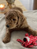 Standard Poodle Puppies for sale in Ventura, CA, USA. price: NA