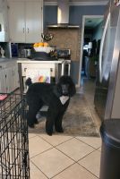 Standard Poodle Puppies for sale in Fort Worth, TX 76114, USA. price: NA