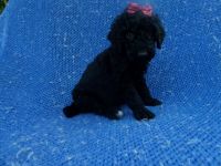 Standard Poodle Puppies for sale in Hacienda Heights, CA, USA. price: NA