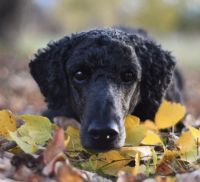 Standard Poodle Puppies for sale in Santa Fe, NM, USA. price: NA