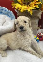 Standard Poodle Puppies for sale in Riverside, CA, USA. price: NA