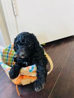 Standard Poodle Puppies for sale in Dover, TN 37058, USA. price: NA