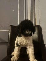 Standard Poodle Puppies for sale in 3730 Eagle St, Houston, TX 77004, USA. price: NA