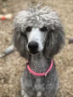 Standard Poodle Puppies for sale in Randallstown, MD, USA. price: NA
