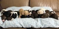 Standard Poodle Puppies for sale in Randallstown, MD, USA. price: NA