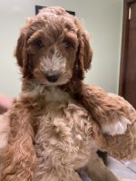 Standard Poodle Puppies for sale in Dayton, TN 37321, USA. price: NA