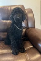 Standard Poodle Puppies for sale in Greenway, AR 72430, USA. price: NA