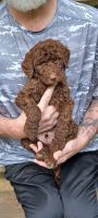 Standard Poodle Puppies for sale in Springfield, OH, USA. price: NA