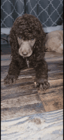 Standard Poodle Puppies for sale in Fayetteville, NC, USA. price: NA