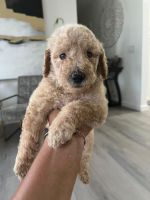 Standard Poodle Puppies for sale in Pembroke Pines, FL, USA. price: $2,000