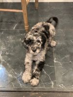 Standard Poodle Puppies for sale in Plant City, FL, USA. price: $600