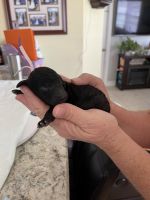 Standard Poodle Puppies for sale in Port St. Lucie, FL, USA. price: $2,000