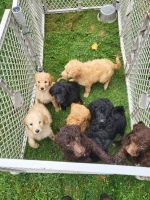 Standard Poodle Puppies for sale in PA-100, Pennsylvania, USA. price: $800