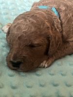 Standard Poodle Puppies for sale in 3740 Crittendon St, North Port, FL 34286, USA. price: $1,500