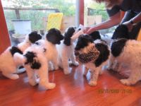 Standard Poodle Puppies for sale in White Lake Charter Township, MI, USA. price: $800