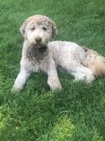 Standard Poodle Puppies for sale in Trumbull, CT 06611, USA. price: NA