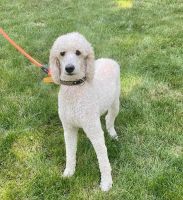 Standard Poodle Puppies for sale in Swartz Creek, MI, USA. price: $200