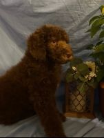 Standard Poodle Puppies for sale in Tyler, TX, USA. price: $600