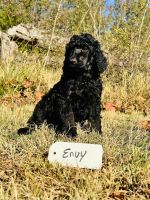 Standard Poodle Puppies for sale in Winston-Salem, NC, NC, USA. price: $2,000