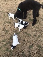 Standard Poodle Puppies for sale in North Augusta, SC, USA. price: $1,500