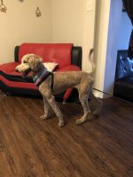 Standard Poodle Puppies for sale in High Point, NC 27262, USA. price: $300