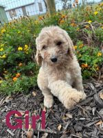 Standard Poodle Puppies for sale in Lake Charles, LA 70607, USA. price: $1,500