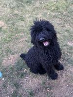 Standard Poodle Puppies for sale in Dayton, OH, USA. price: $300