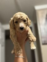 Standard Poodle Puppies for sale in Salisbury, NC, USA. price: $1,000