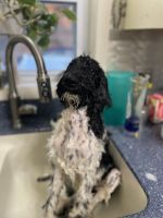 Standard Poodle Puppies for sale in Port Royal, PA, USA. price: $300