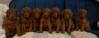 Standard Poodle Puppies for sale in City of Industry, CA 91746, USA. price: NA