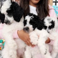Standard Poodle Puppies for sale in Stuart, FL, USA. price: $2,500