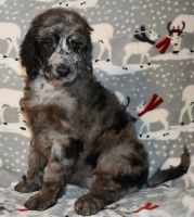 Standard Poodle Puppies for sale in Abilene, TX, USA. price: $1,000