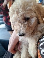 Standard Poodle Puppies for sale in Hudson, FL 34667, USA. price: $10,002,000