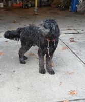 Standard Poodle Puppies for sale in Cleveland, OH, USA. price: $750