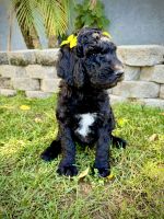 Standard Poodle Puppies for sale in Los Angeles, CA, USA. price: $2,600