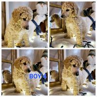 Standard Poodle Puppies for sale in Sun City, AZ 85379, USA. price: $800