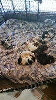 Standard Poodle Puppies for sale in Copperas Cove, Texas. price: NA