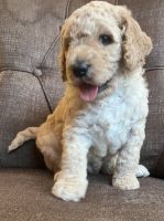 Standard Poodle Puppies for sale in Odenton, Maryland. price: $1,200