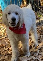 Standard Poodle Puppies for sale in Dallas, TX, USA. price: $400