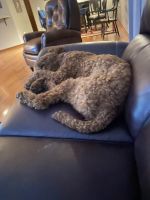 Standard Poodle Puppies for sale in Powell, Ohio. price: NA