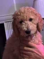 Standard Poodle Puppies for sale in Acworth, Georgia. price: $1,000